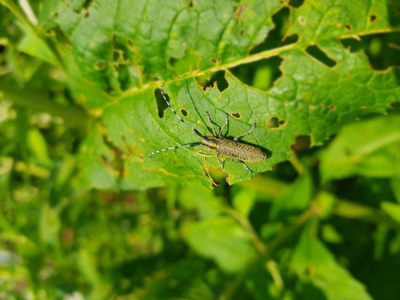 AGAPANTHIE à pilosité verdâtre (Agapanthia villosoviridescens) est une espèce de coléoptères de la famille des cérambycidés. Jardin Fay. BRUNO GODET